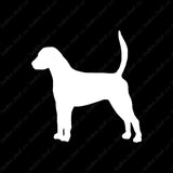 English Foxhound Dog Breed