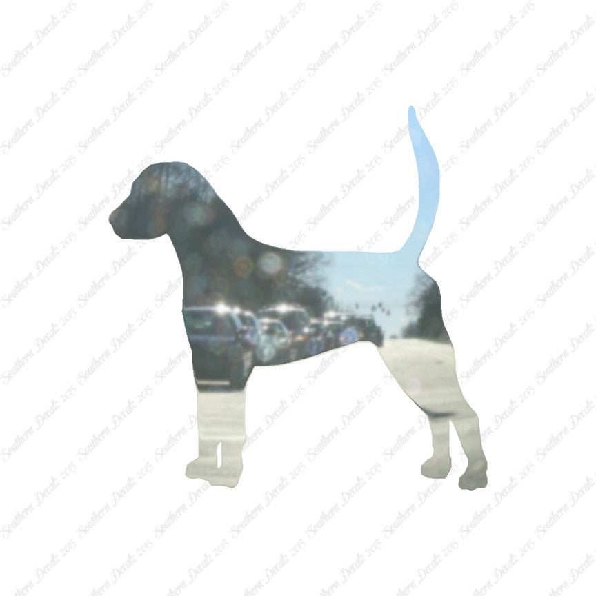 English Foxhound Dog Breed