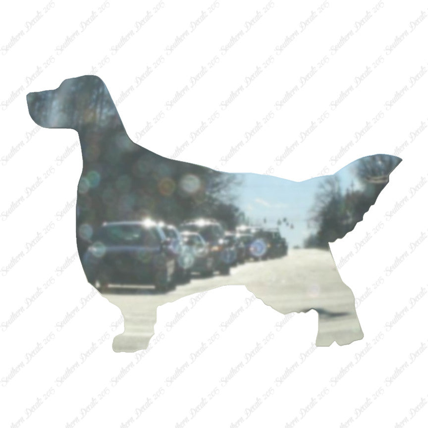 English Setter Dog Breed