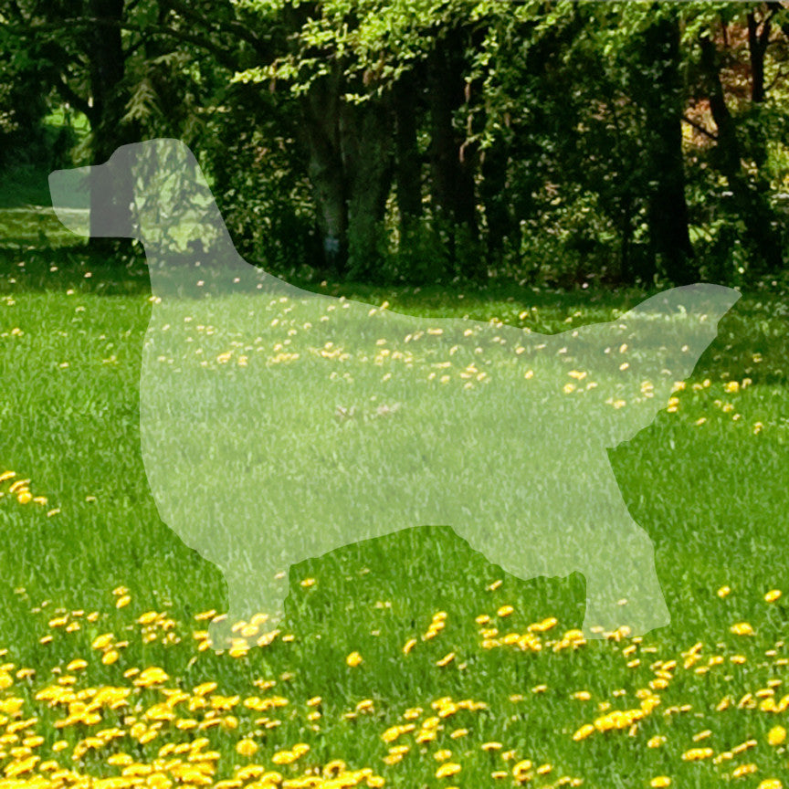 English Setter Dog Breed