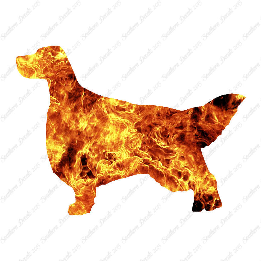 English Setter Dog Breed