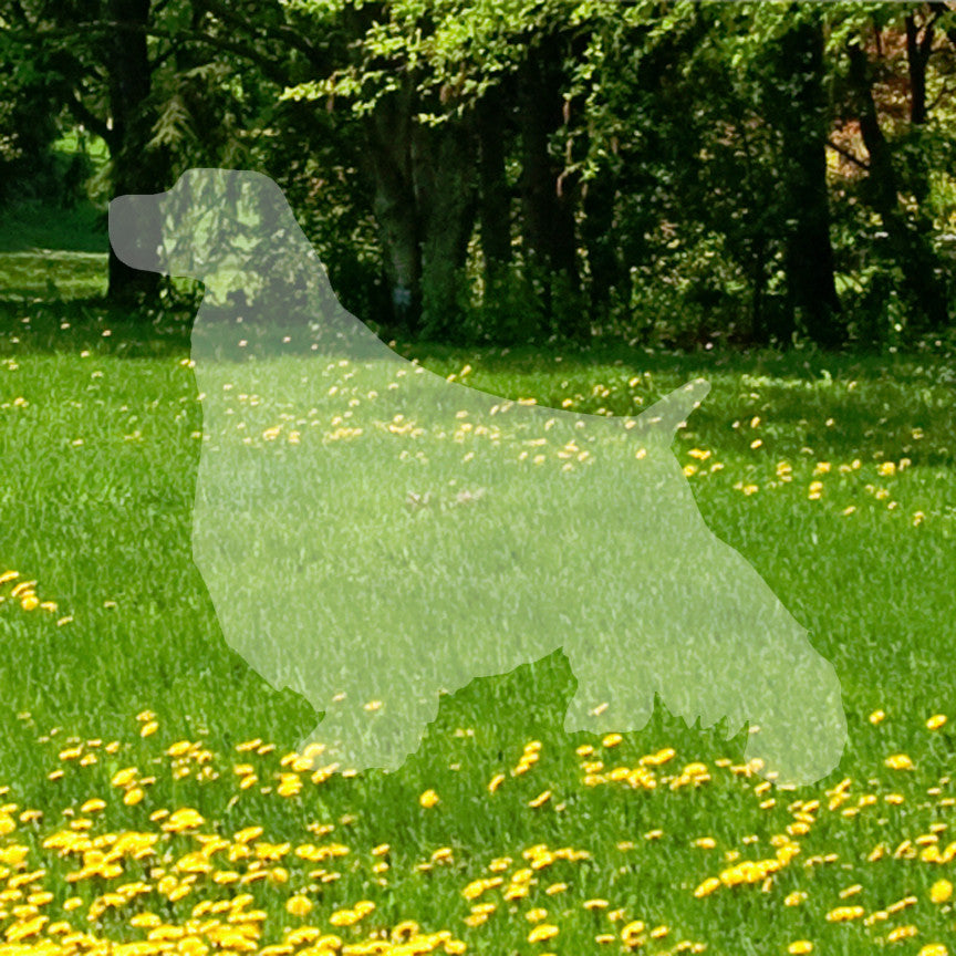 English Springer Spaniel Dog Breed