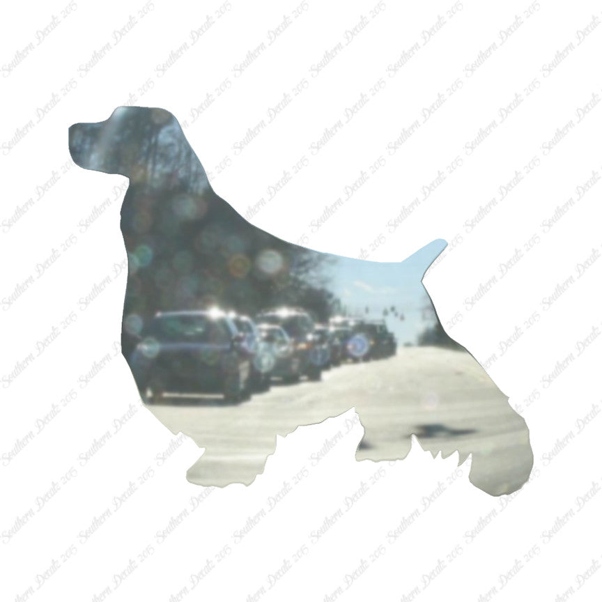 English Springer Spaniel Dog Breed