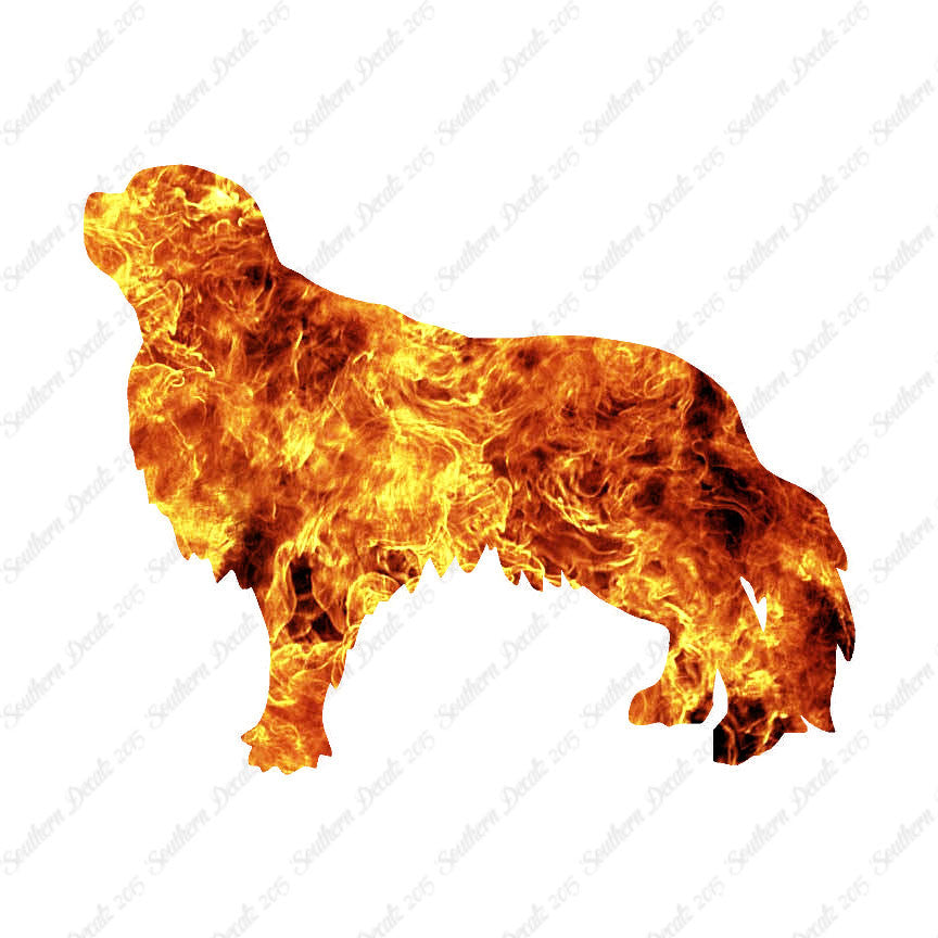 English Toy Spaniel Dog Breed