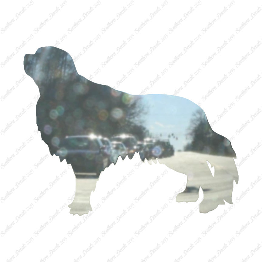 English Toy Spaniel Dog Breed