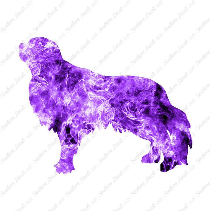 English Toy Spaniel Dog Breed