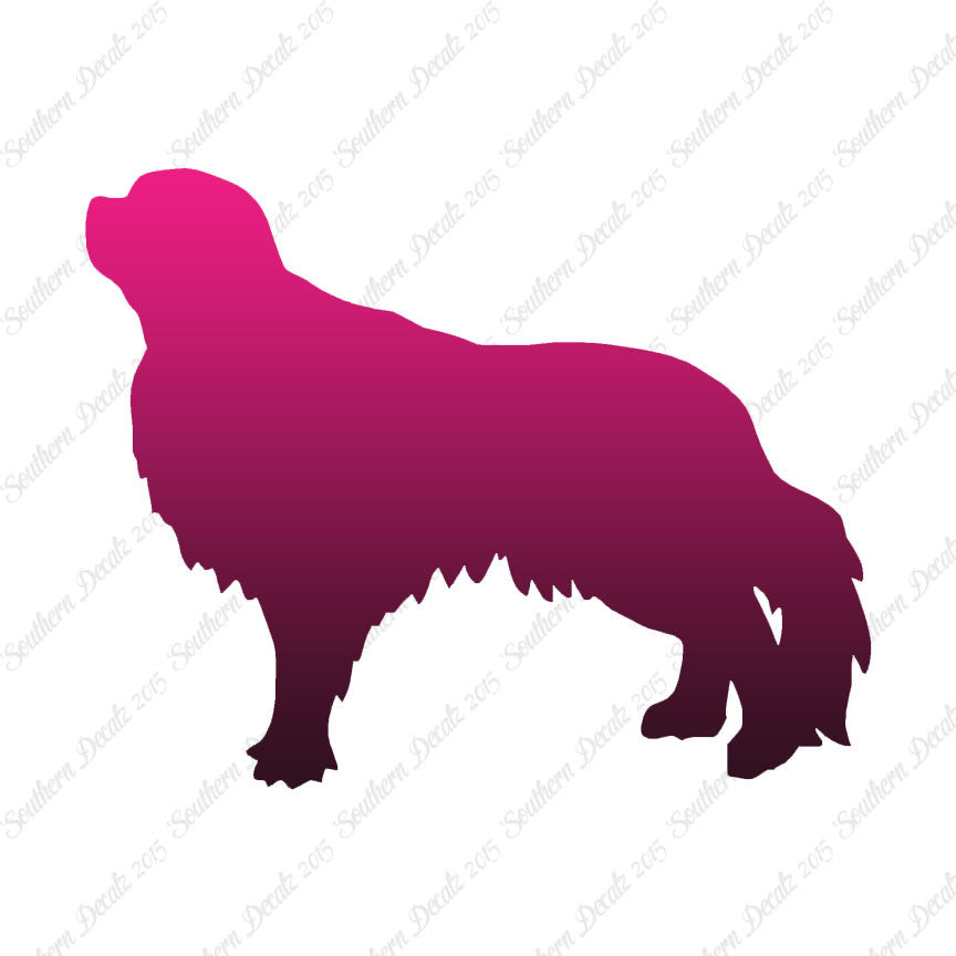 English Toy Spaniel Dog Breed