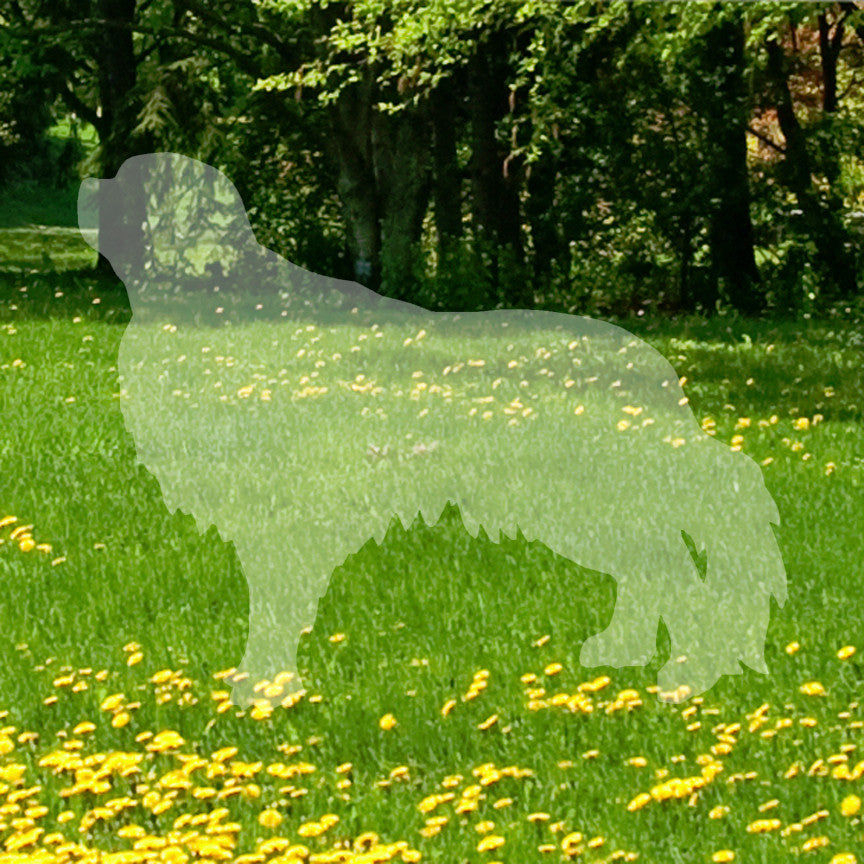 English Toy Spaniel Dog Breed