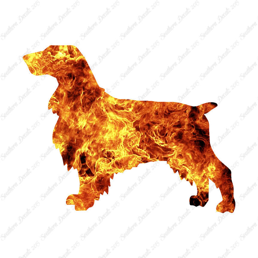 Field Spaniel Dog Breed