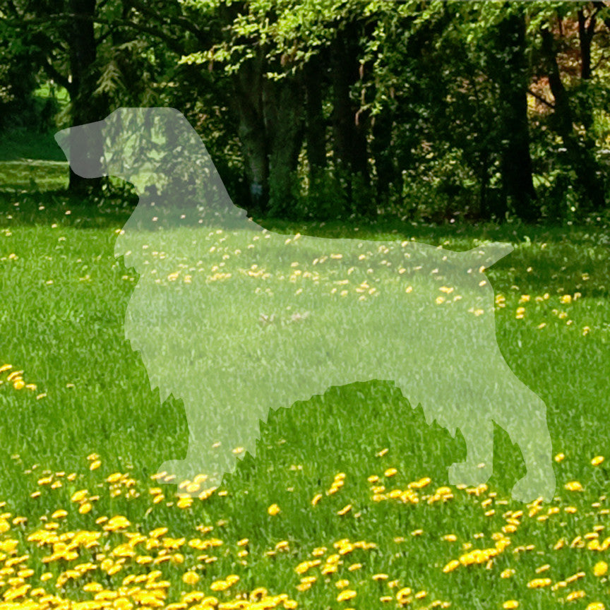 Field Spaniel Dog Breed