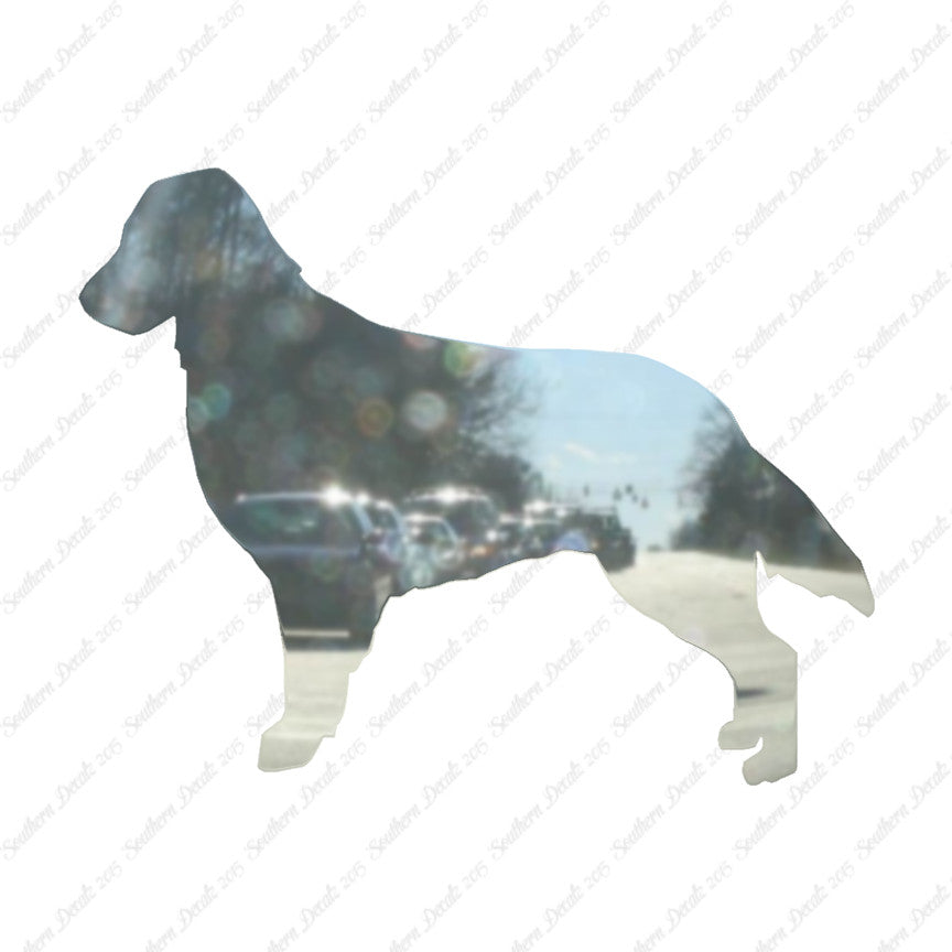 Flat Coated Retriever Dog Breed