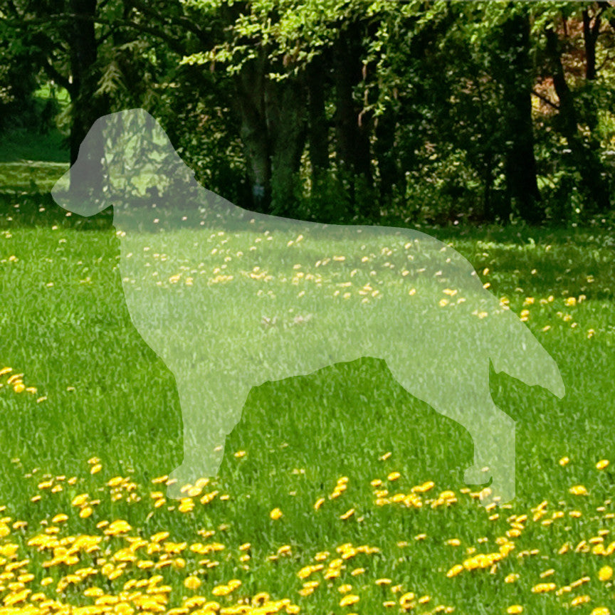 Flat Coated Retriever Dog Breed