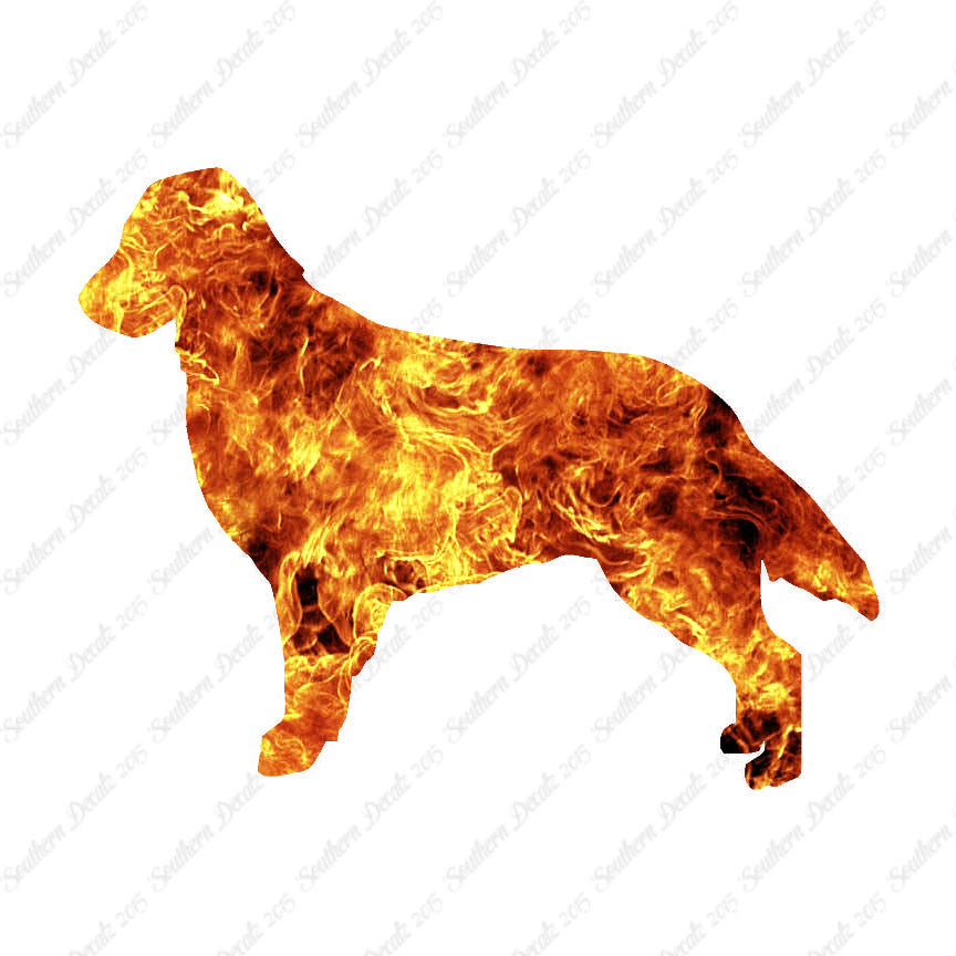 Flat Coated Retriever Dog Breed