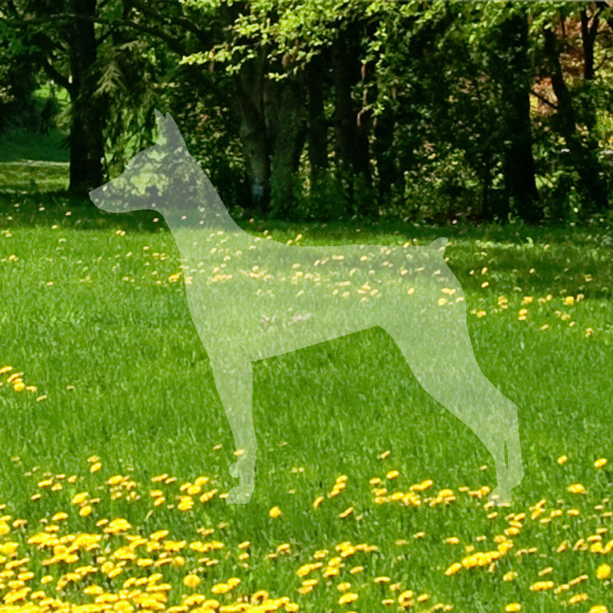 German Pinscher Dog Breed