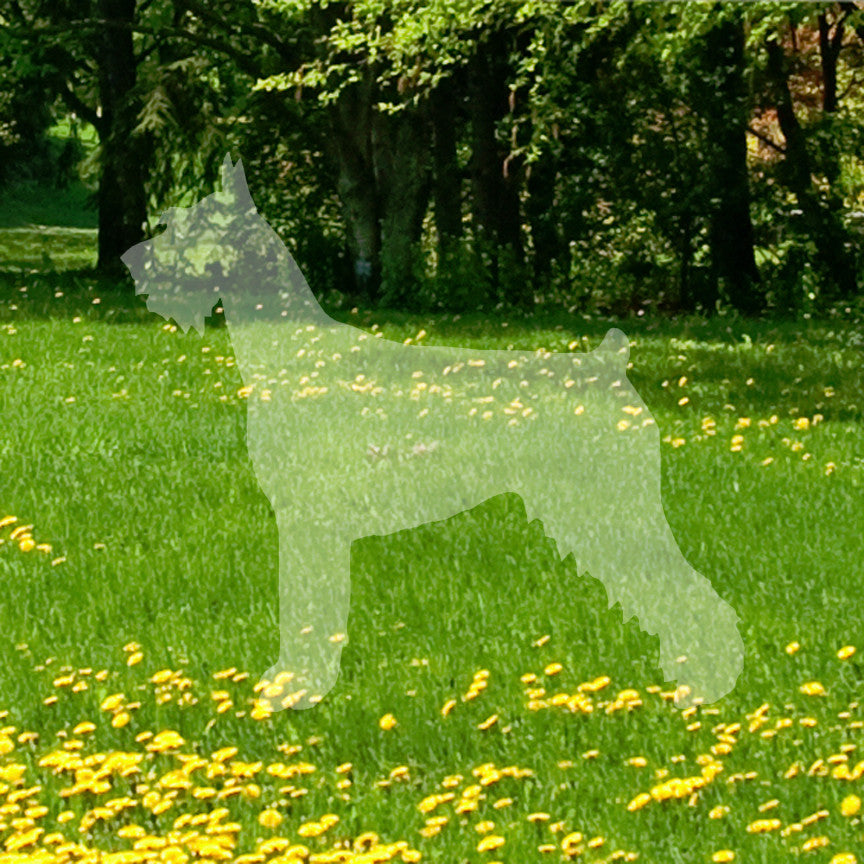 German Schnauzer Dog Breed