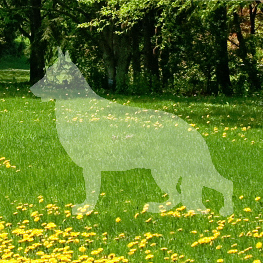 German Shepherd Dog Breed