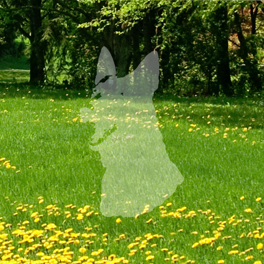 German Shepherd Head Dog Breed
