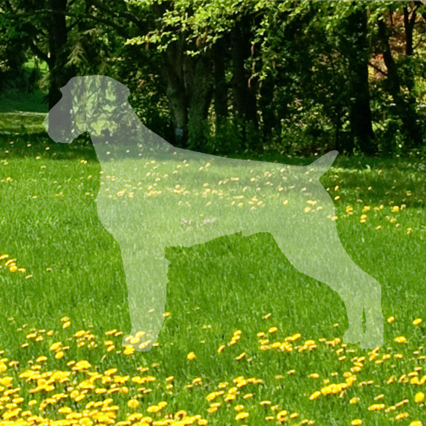 German Wirehaired Pointer Dog Breed