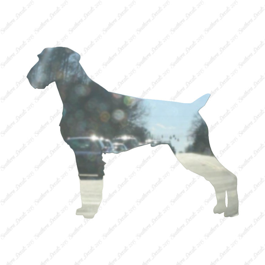 German Wirehaired Pointer Dog Breed