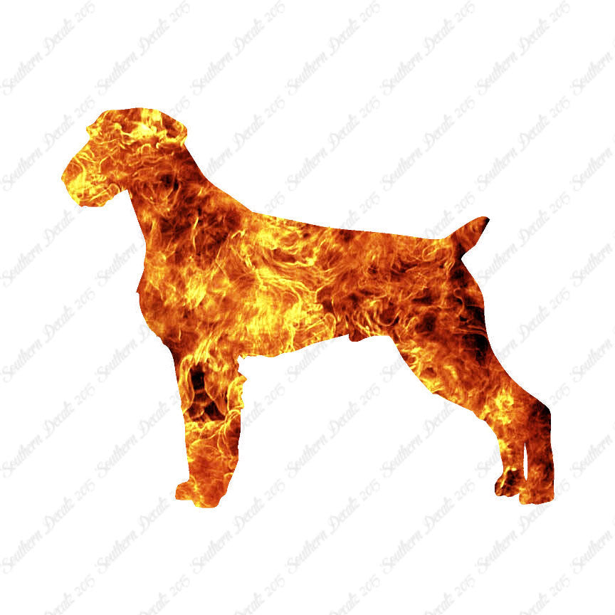 German Wirehaired Pointer Dog Breed