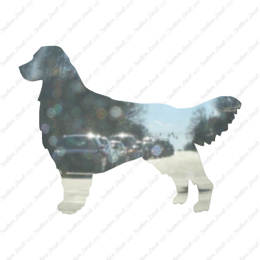 Golden Retriever Dog Breed
