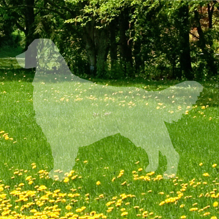 Golden Retriever Dog Breed