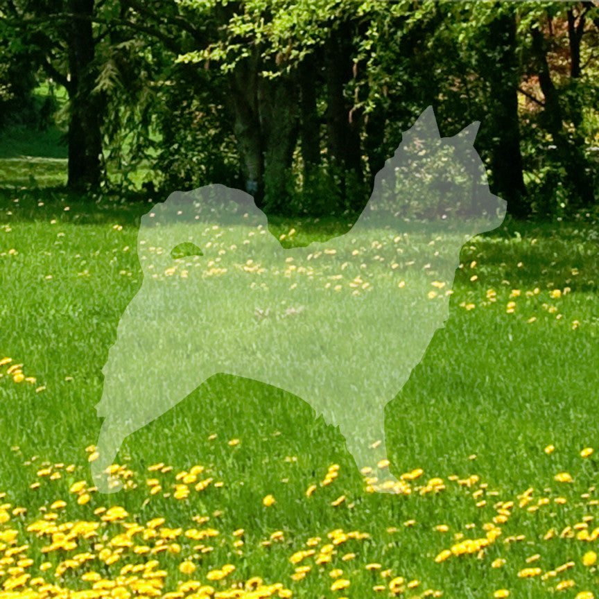 Long Haired Chihuahua Dog Breed