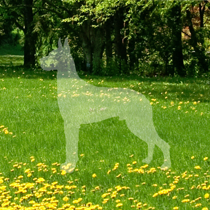 Great Dane Dog Breed