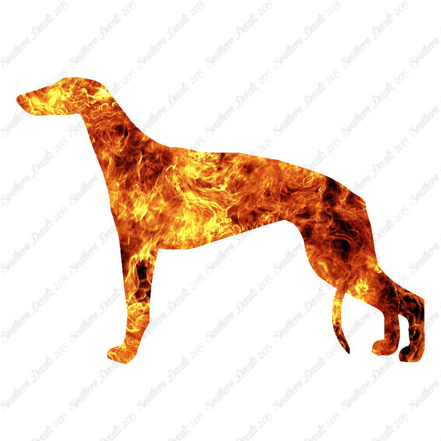 Greyhound Dog Breed