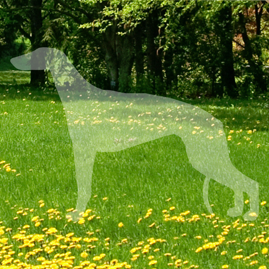 Greyhound Dog Breed
