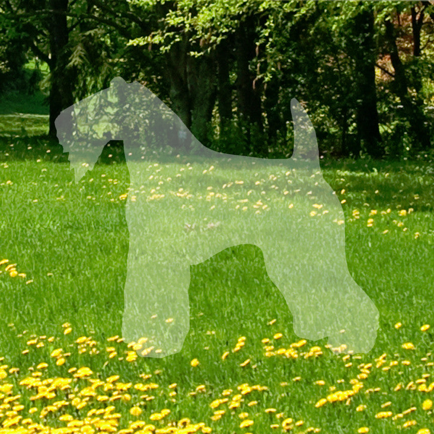 Kerry Blue Terrier Dog Breed