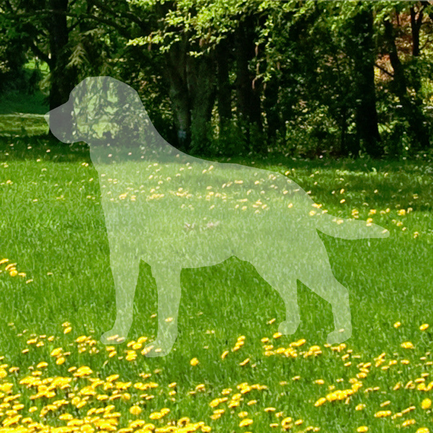 Labrador Terrier Dog Breed