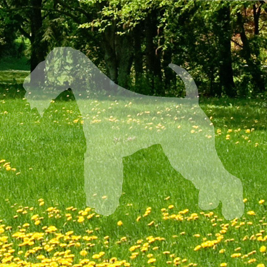 Lakeland Terrier Dog Breed