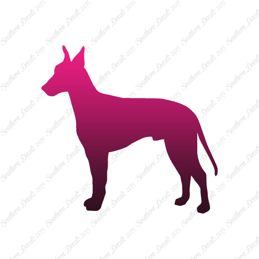 Manchester Terrier Dog Breed