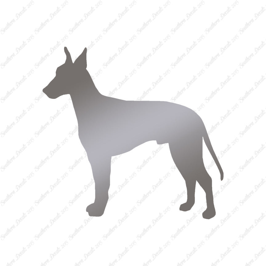 Manchester Terrier Dog Breed