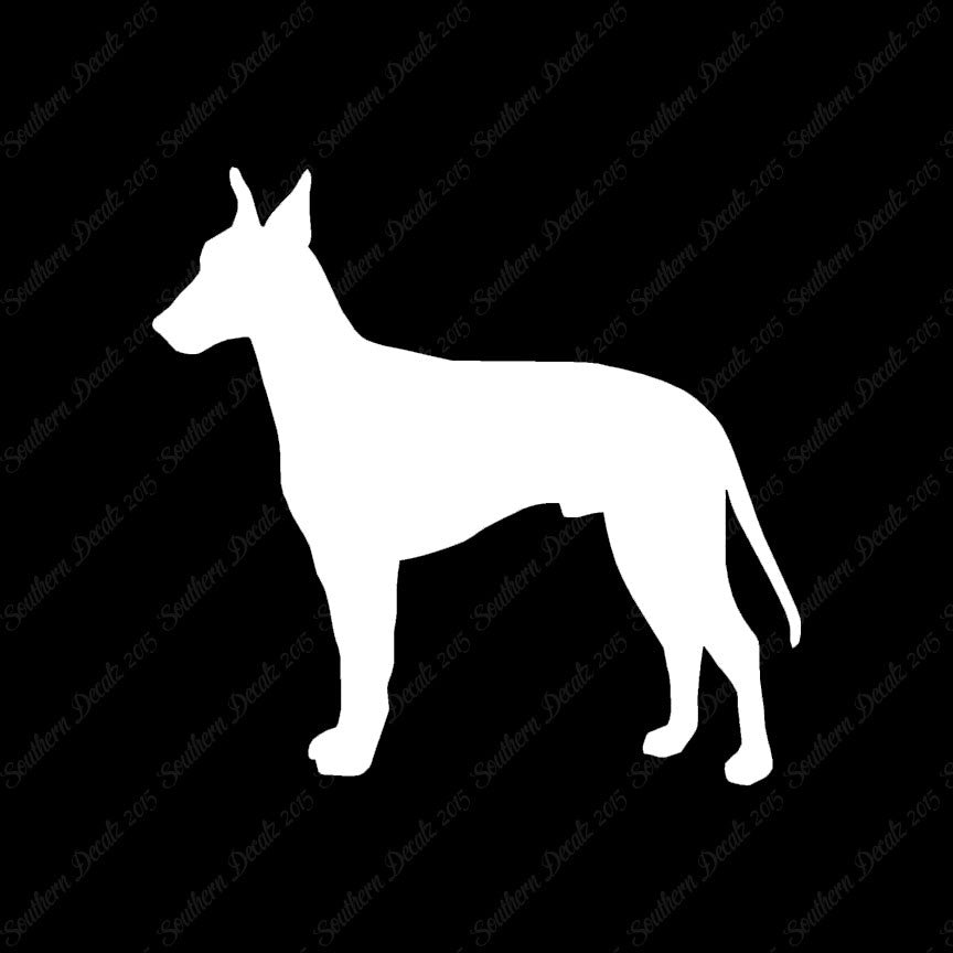 Manchester Terrier Dog Breed