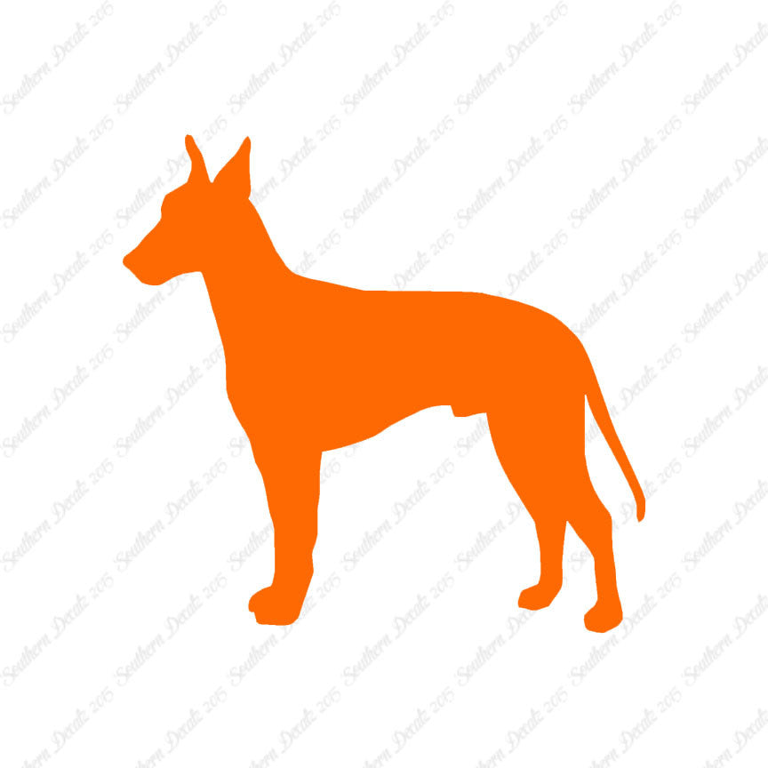 Manchester Terrier Dog Breed