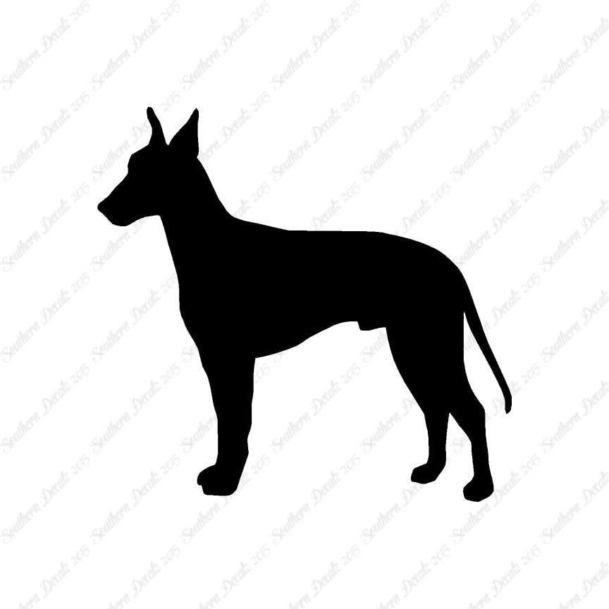 Manchester Terrier Dog Breed