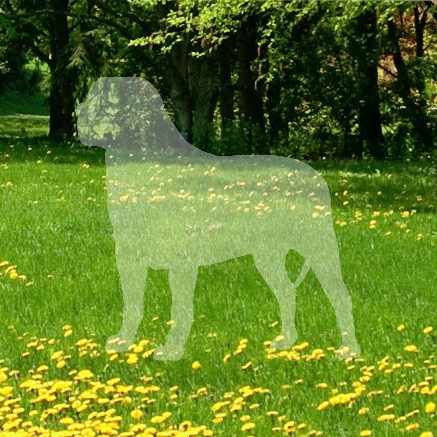 Mastiff Dog Breed