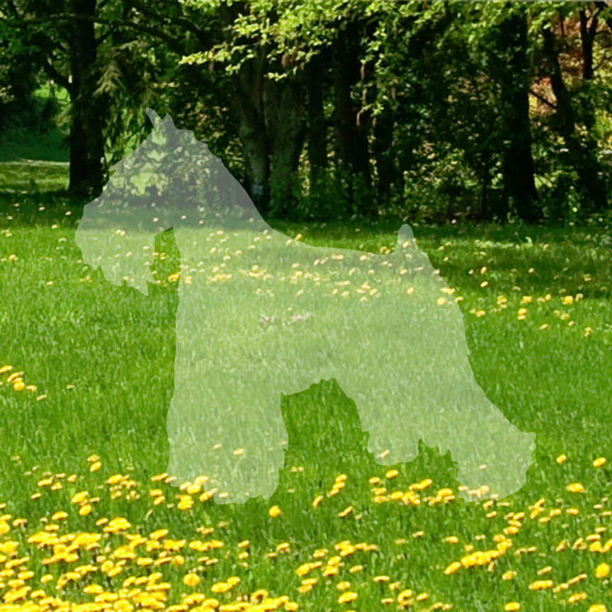 Miniature Schnauzer Dog Breed Silhouette