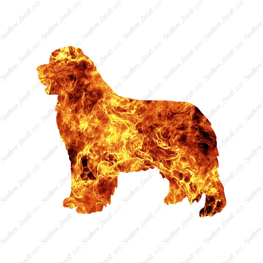 Newfoundland Dog Breed