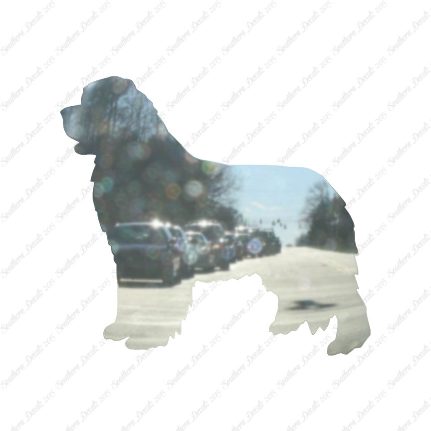 Newfoundland Dog Breed
