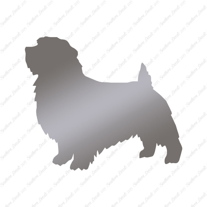 Norfolk Terrier Dog Breed
