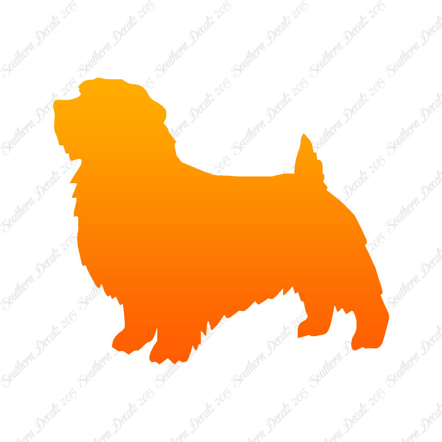 Norfolk Terrier Dog Breed