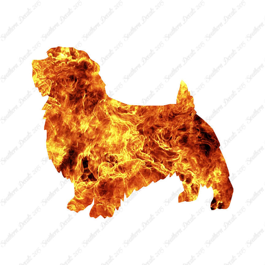 Norfolk Terrier Dog Breed