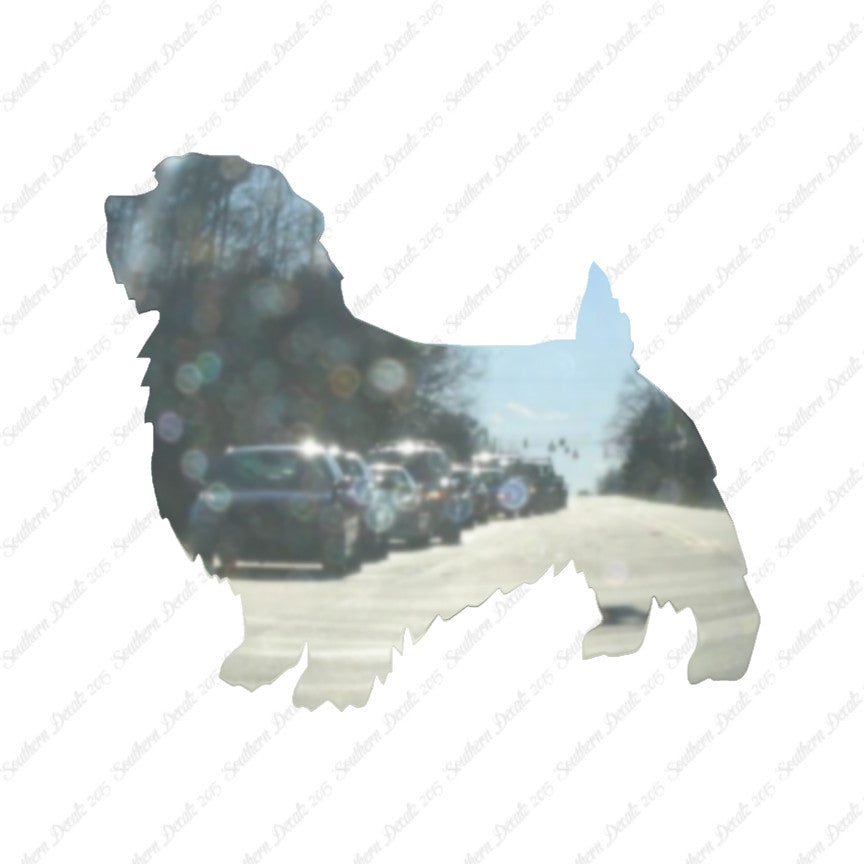 Norfolk Terrier Dog Breed