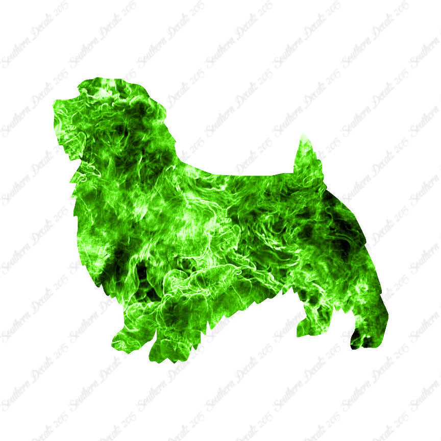 Norfolk Terrier Dog Breed