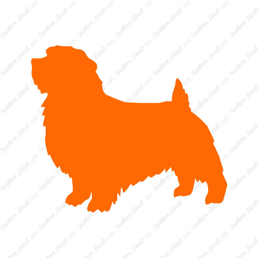 Norfolk Terrier Dog Breed