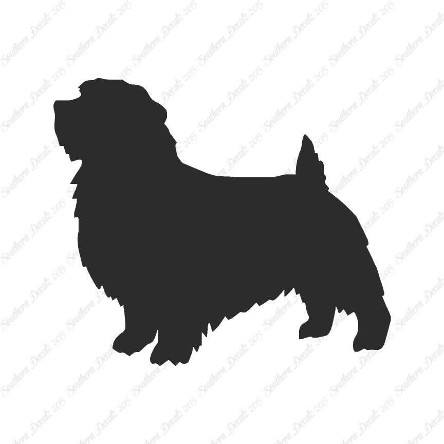 Norfolk Terrier Dog Breed