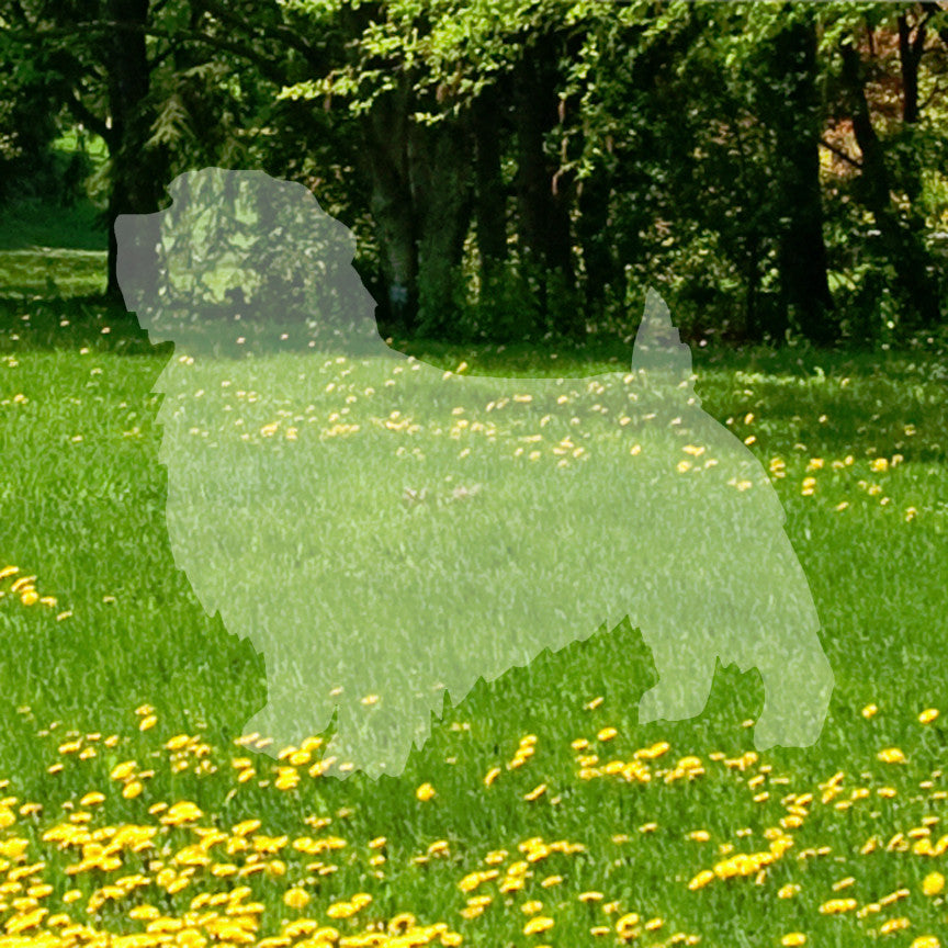 Norfolk Terrier Dog Breed